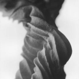 contortions
